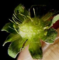  Receptacle and Involucre